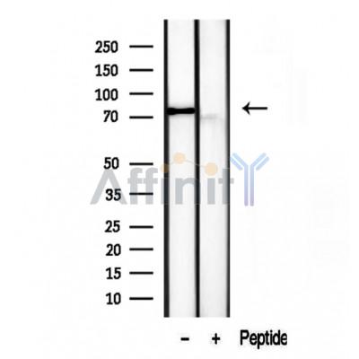 Валидация Affinity DF12237 - 6538