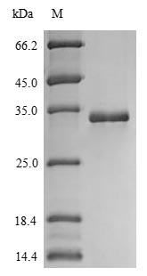 SDS-PAGE