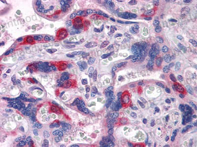 Валидация AntibodySystem RHN91101