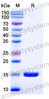 Валидация SDS-PAGE - AntibodySystem RHD32801