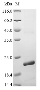 SDS-PAGE