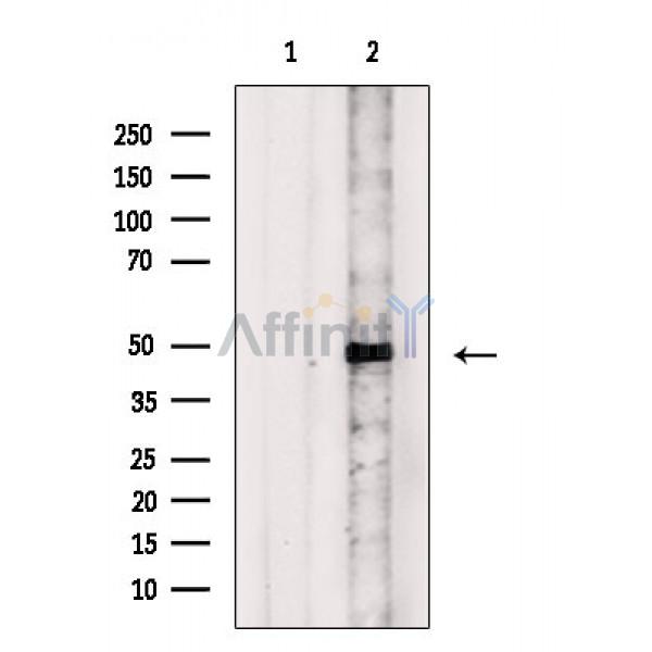 Валидация Affinity DF7095 - 18740
