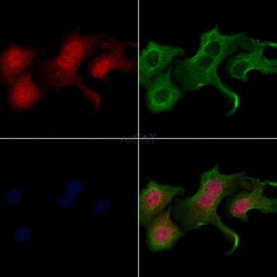 Валидация Affinity AF6961 - 4121