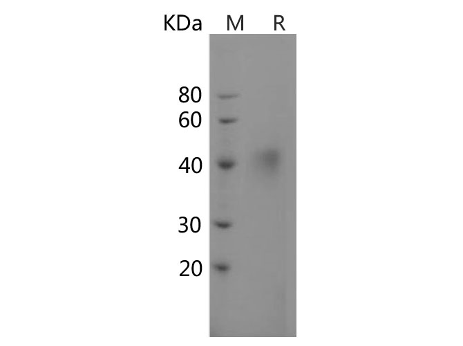 Валидация Elabscience PDMH100036(780)