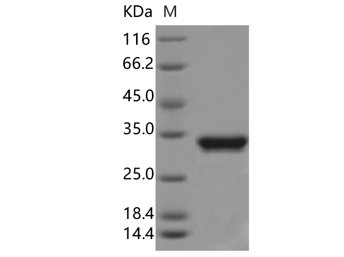 Валидация Elabscience PKSQ050001(5381)