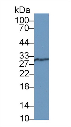 13236