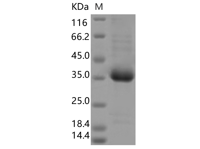 Валидация Elabscience PKSV030414(6139)