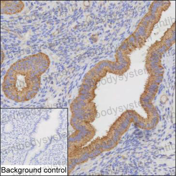 Валидация AntibodySystem RHE74401