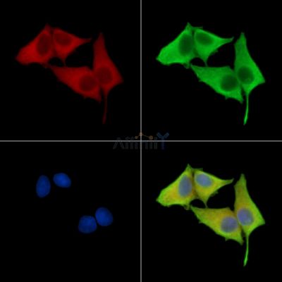 Валидация Affinity DF15741 - 12215