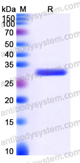 YHG13302, SDS-PAGE