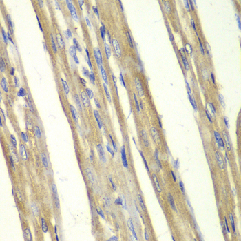 Иммуногистохимия, Caspase-7, ткань сердца крысы