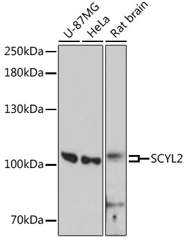 Валидация Elabscience E-AB-64490