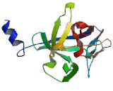 Fibroblast Growth Factor 17 (FGF17) Fibroblast Growth Factor 17 (FGF17)