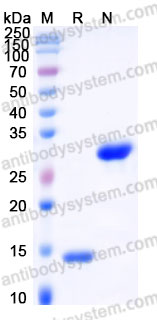 AHB91201, SDS-PAGE