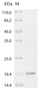 SDS-PAGE