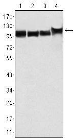 Валидация Affinity BF0300 - 5211