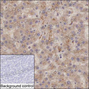 Валидация AntibodySystem RHE49903