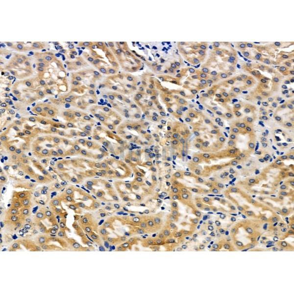 Валидация Affinity DF5171 - 17144