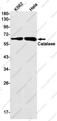 Вестерн-блоттинг, Catalase, клетки K562 и HeLa