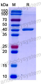 Валидация SDS-PAGE - AntibodySystem DVV00316
