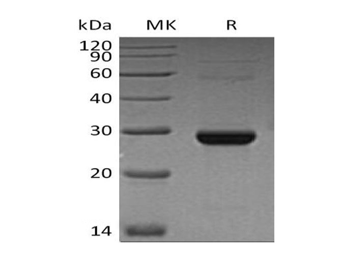 Валидация Elabscience PKSH033114(3475)