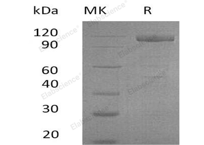 Валидация Elabscience PKSH032482(2951)
