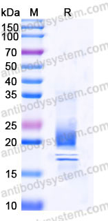 EHB93601, SDS-PAGE