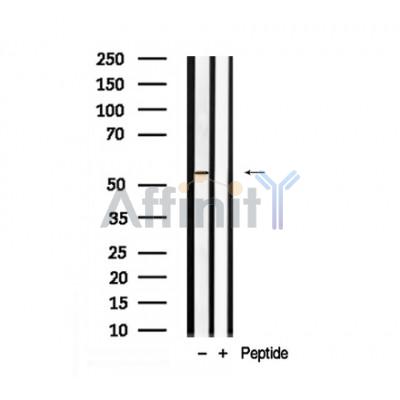 Валидация Affinity AF7920 - 4667