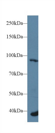 13623