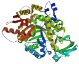 Pyruvate Kinase, Muscle (PKM2)