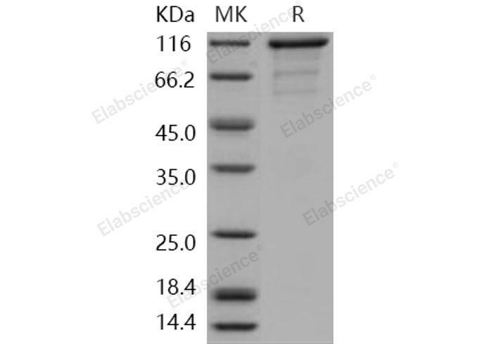 Валидация Elabscience PKSH030973(1789)