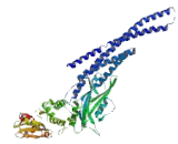 Signal Transducer And Activator Of Transcription 5A (STAT5A) Signal Transducer And Activator Of Transcription 5A (STAT5A)