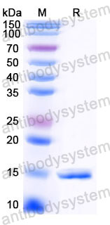 Валидация SDS-PAGE - AntibodySystem RXX00918