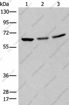 Вестерн-блоттинг, BRD9, клетки 293T