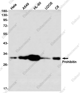 Вестерн-блоттинг, Prohibitin, клетки HeLa, A549, HL-60, U2OS, C6