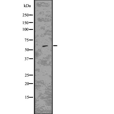 Валидация Affinity DF7682 - 19454