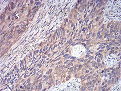 Валидация AntibodySystem RHD97505 (1892)