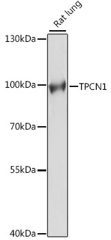 Валидация Elabscience E-AB-66604