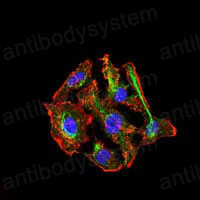 Валидация IF - AntibodySystem RHC35402
