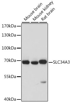 Валидация Elabscience E-AB-66709