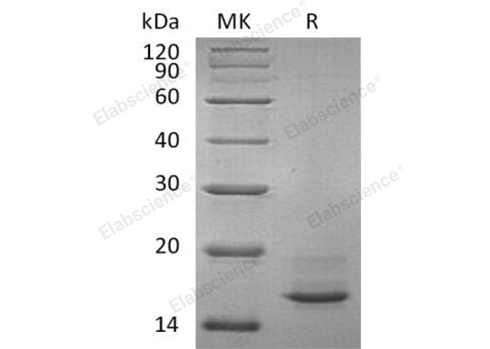 Валидация Elabscience PKSH032145(2677)