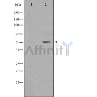 Валидация Affinity AF5442 - 3086