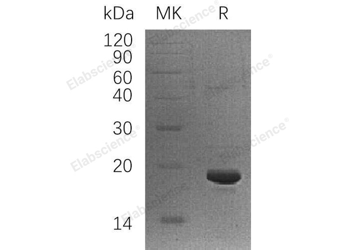 Валидация Elabscience PKSH033172(3525)
