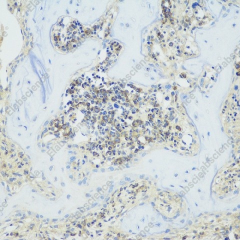 Иммуногистохимия, TNFRSF11B, ткань зуба крысы