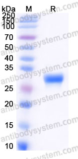 AHB41601, SDS-PAGE