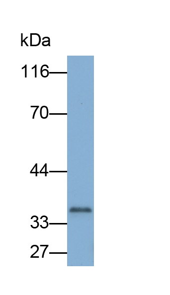 62203