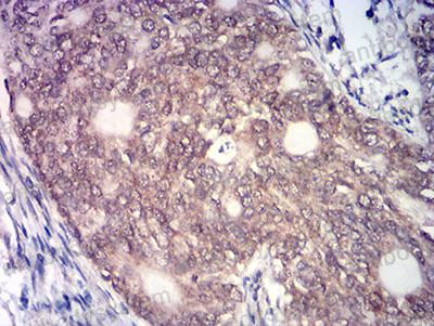 Валидация AntibodySystem RHB58803 (346)