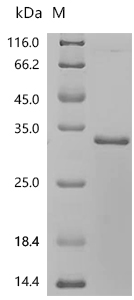 SDS-PAGE