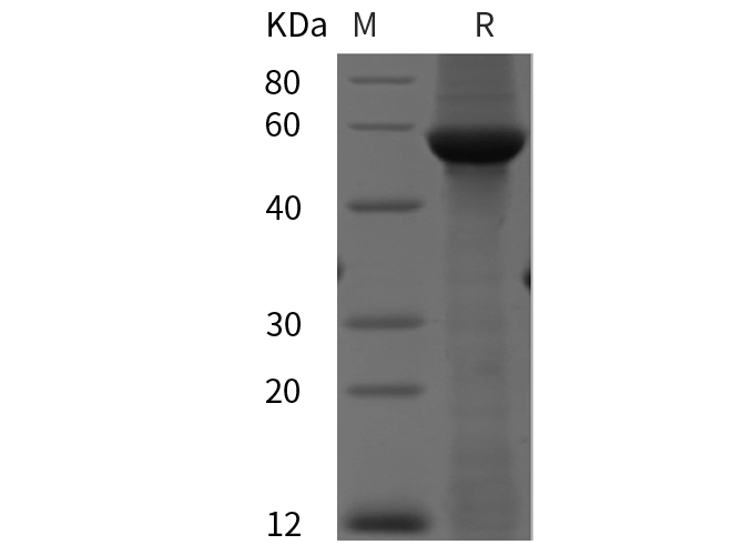 Валидация Elabscience PDEH100891(322)