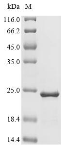 SDS-PAGE